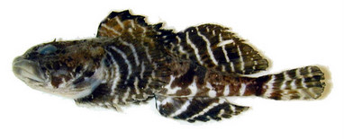 Tibia Canere